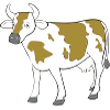 vache2