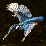 martin l'oiseau