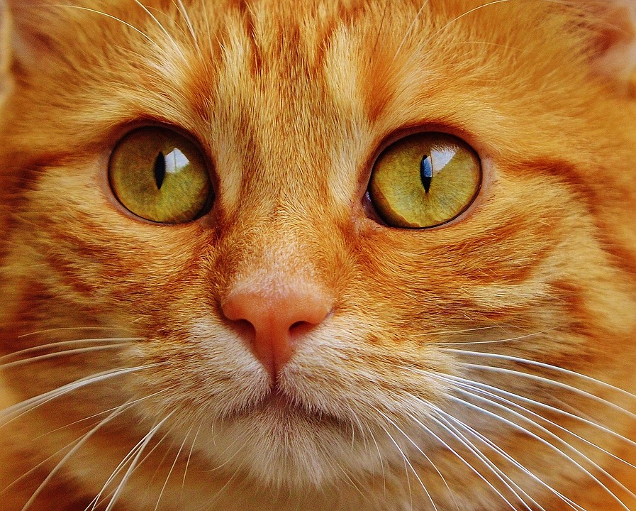 un chat vu de près